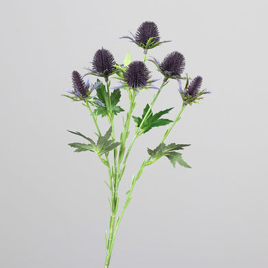 Distel-Zweig 'Lilac'