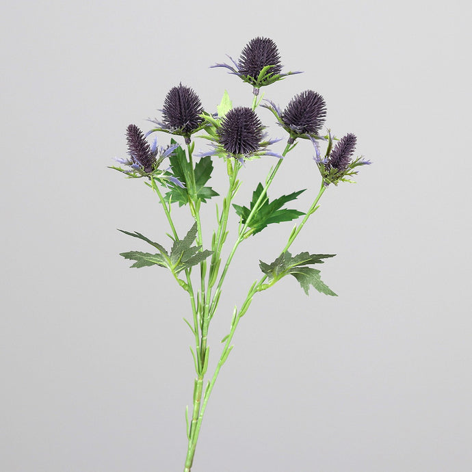 Distel-Zweig 'Lilac'