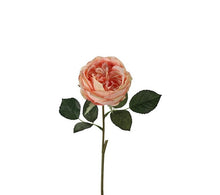 Laden Sie das Bild in den Galerie-Viewer, Rose 'Marlies' peach