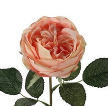 Laden Sie das Bild in den Galerie-Viewer, Rose 'Marlies' peach