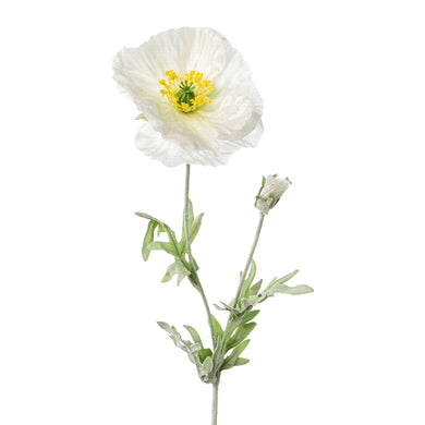 Mohn 'Tusnelda' weiß