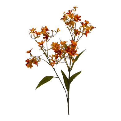 Gaura 'Lolita' orange