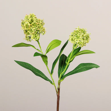 Skimmia, green