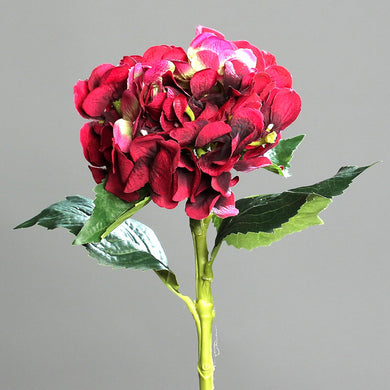 Hortensie 'Jenny' fuchsia