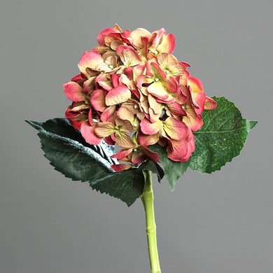 Hortensie 'Jenny' grün-malve