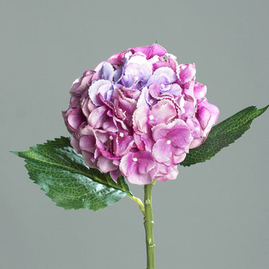 Hortensie pink-violet