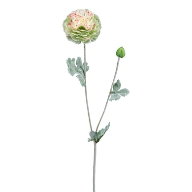 Ranunkel 'Henriette' grün