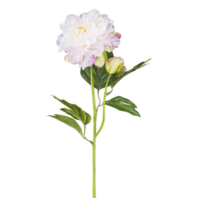 Peonie 'Lissy' hellrosa