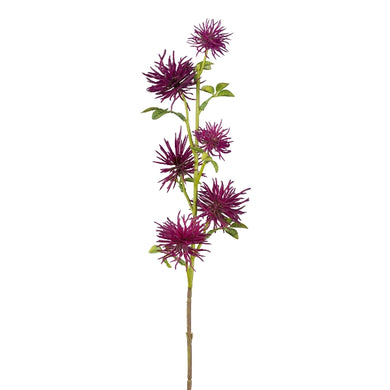 Distelzweig violet