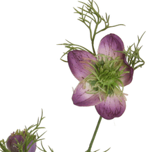 Laden Sie das Bild in den Galerie-Viewer, Nigella purple