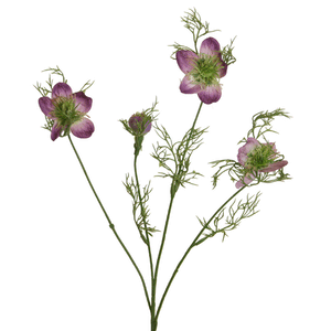 Nigella purple