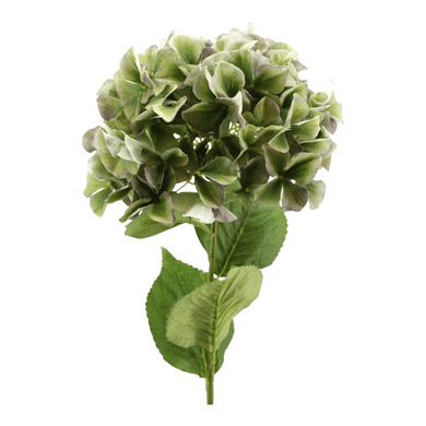 Hortensie 'Jumbo' grün