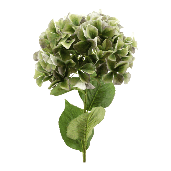 Hortensie 'Jumbo' grün