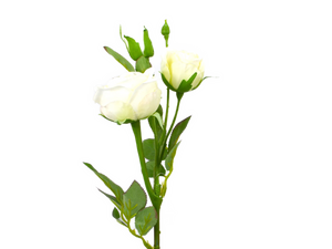 Cabbage Rose 'Brunhilde' weiß-creme