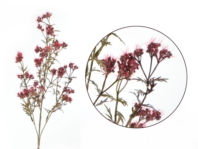 Astilben-Zweig, burgund