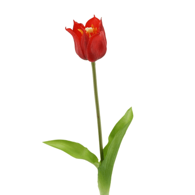 Kronen-Tulpe soft touch rot