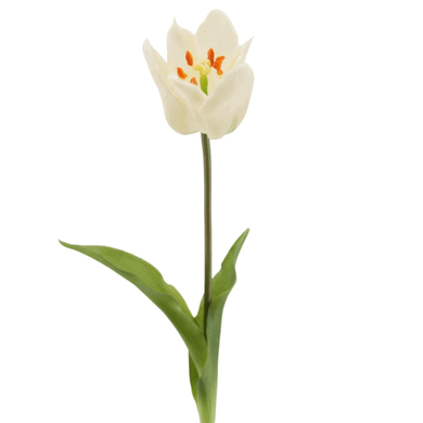 Kronen-Tulpe soft touch cream gr.