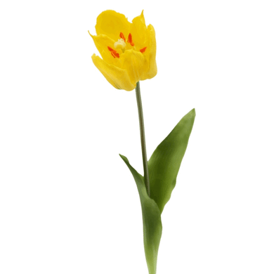 Kronen-Tulpe soft touch gelb gr.