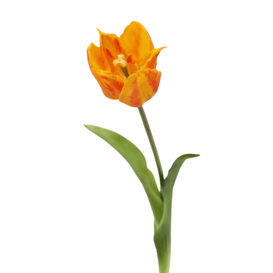 Kronen-Tulpe soft touch orange gr.