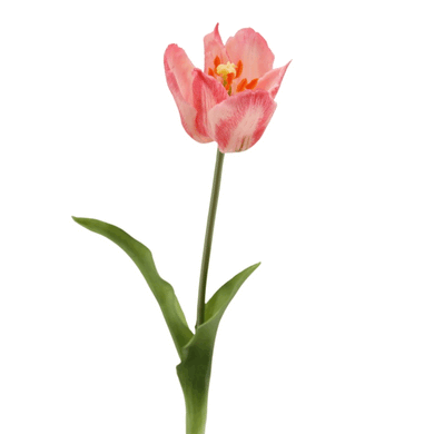 Kronen-Tulpe soft touch rosa gr.