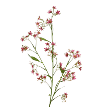 Laden Sie das Bild in den Galerie-Viewer, Blütenzweig &#39;Gaura&#39;  rosa