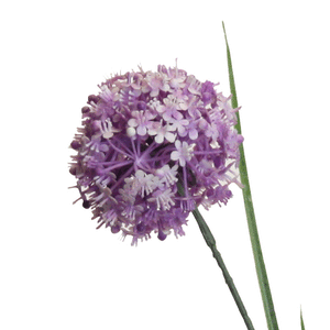 Allium x 3 purple