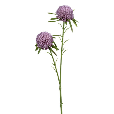 Pompom-Dahlie x 2, lila