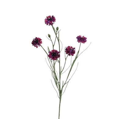 Kornblume x 5  purple