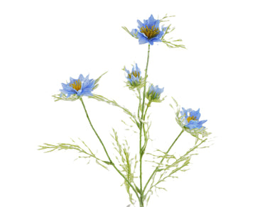 Nigella blau x 5