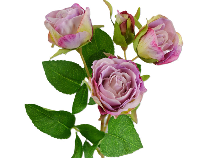 Rose 'Irina' x 4 lila