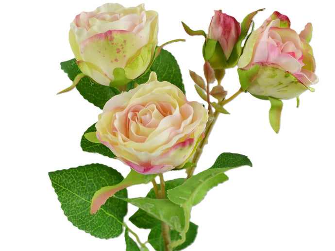 Rose 'Irina' x 4 creme-rosa