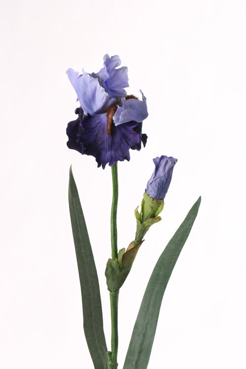 Iris, blau