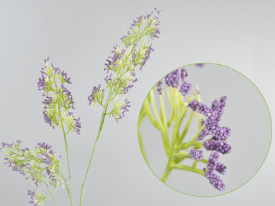Spirea violet  x 3