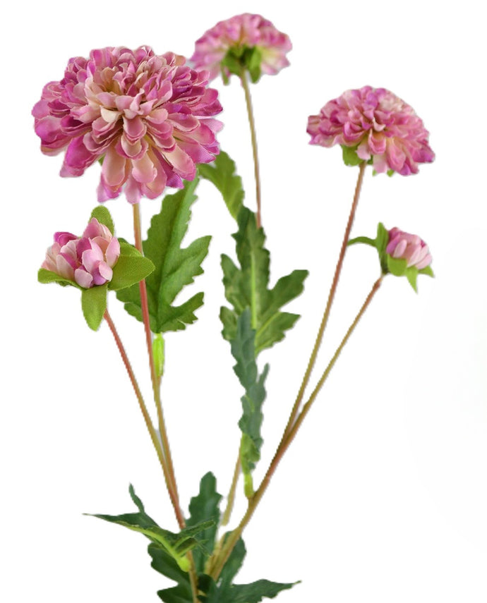 Dahlien-Zweig x 5 malve