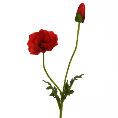 Mohn rot x 2