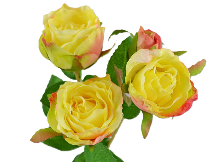 Rose 'Irina' x 4 gelb