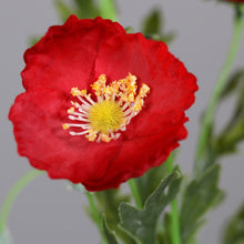 Laden Sie das Bild in den Galerie-Viewer, Mohn 'Trulla' rot
