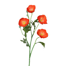 Laden Sie das Bild in den Galerie-Viewer, Mohn 'Trulla' orange