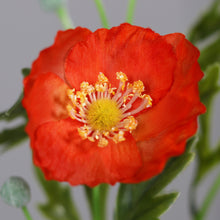 Laden Sie das Bild in den Galerie-Viewer, Mohn 'Trulla' orange