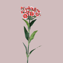 Laden Sie das Bild in den Galerie-Viewer, Dianthus (Bartnelke) rot