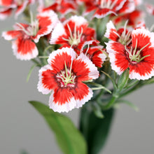Laden Sie das Bild in den Galerie-Viewer, Dianthus (Bartnelke) rot