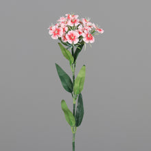 Laden Sie das Bild in den Galerie-Viewer, Dianthus (Bartnelke) peach