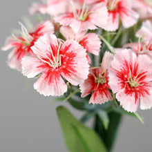 Laden Sie das Bild in den Galerie-Viewer, Dianthus (Bartnelke) peach