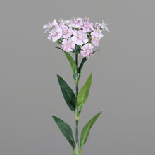 Laden Sie das Bild in den Galerie-Viewer, Dianthus (Bartnelke) lilac