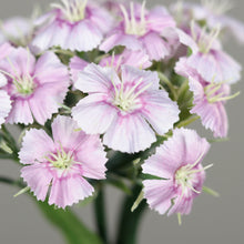 Laden Sie das Bild in den Galerie-Viewer, Dianthus (Bartnelke) lilac