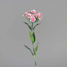 Laden Sie das Bild in den Galerie-Viewer, Dianthus (Bartnelke) rosé-weiß