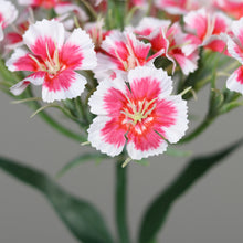 Laden Sie das Bild in den Galerie-Viewer, Dianthus (Bartnelke) rosé-weiß