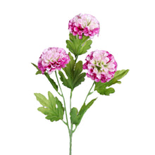 Laden Sie das Bild in den Galerie-Viewer, Pompom-Dahlie x 3 fuchsia