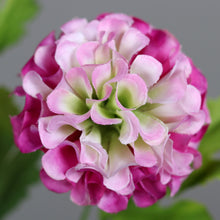 Laden Sie das Bild in den Galerie-Viewer, Pompom-Dahlie x 3 fuchsia