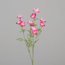 Laden Sie das Bild in den Galerie-Viewer, Mini-Cosmea 'Trude' pink